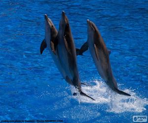 пазл Группа дельфинов прыжки